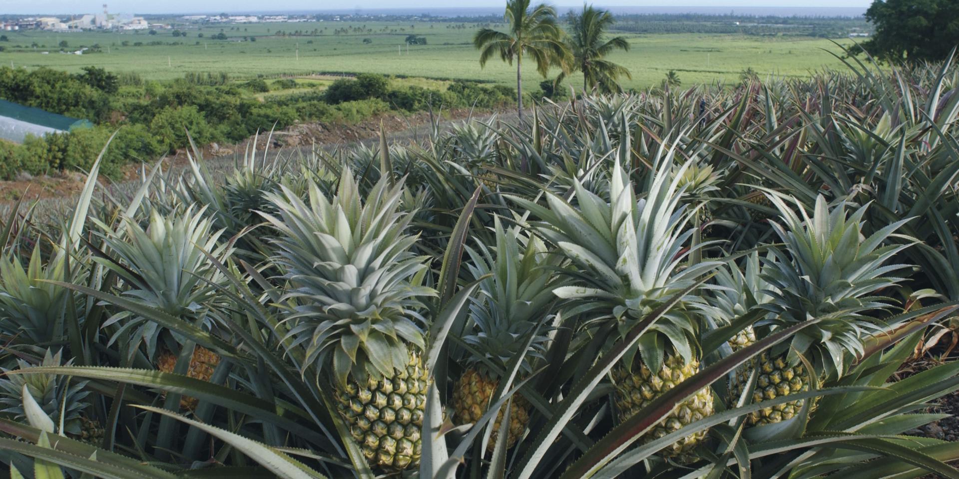 champs_ananas1920x960.jpg